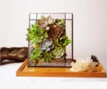Terrariums SHF008