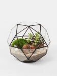 Terrariums SHF023