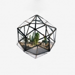 Terrariums SHF024