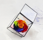 Terrariums SHF025