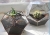 Terrariums SHF002